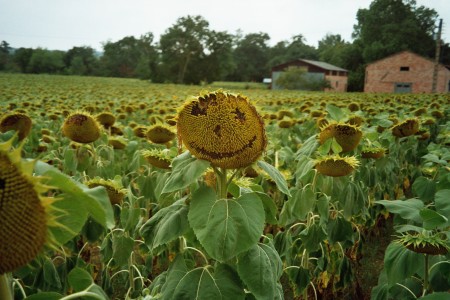 Visage Tournesol